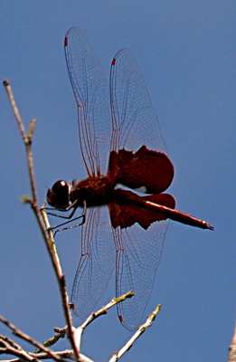 [A dragonfly has its wings perpendicular to the ground so we see the entire undersides. The body and face are dark red. The saddle is red, but there is also a patch of white both on the body and the saddle at the very center. There is also a reddish tint to the top of the wings as well as red pterostigma.]